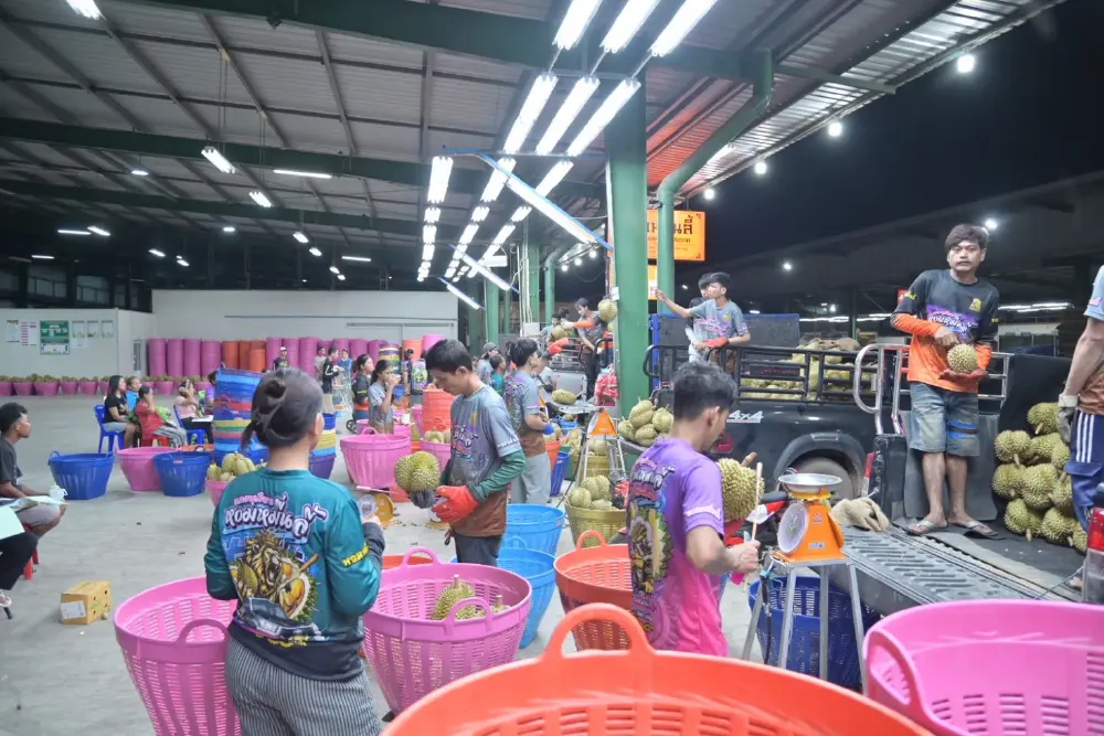 เดินเกมด่วน เร่งระบายทุเรียนใต้ 3 แสนตัน ดันส่งออก-รักษาราคา