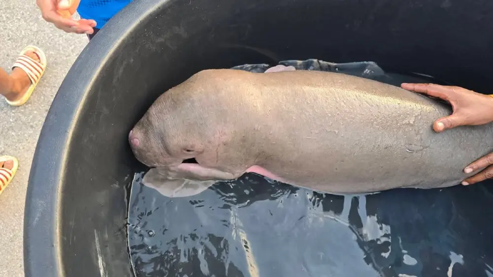 นาทีชีวิต! ช่วย ลูกพะยูน เพศเมียหลงฝูงเกยตื้นรอบสอง