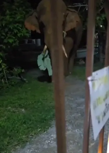 บักแคระ ช้างป่าเขาใหญ่ ถือก้านกล้วยออกป่วนชุมชนดึกดื่น