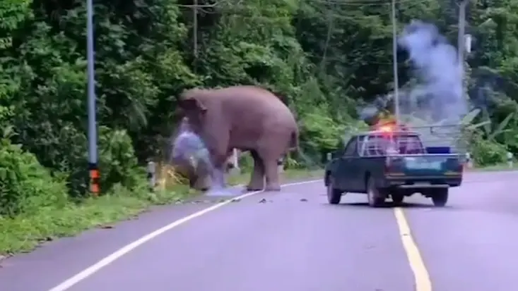 ดราม่าสนั่น! ภาพไฟจ่อตา พลายสาริกา เจ้าหน้าที่แจงยิบ ยืนยันช้างปลอดภัย