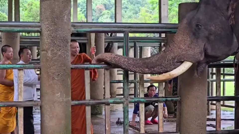 ชีวิตใหม่ตระกูลแสน! พระครูอ๊อดไถ่ชีวิต "พลายไข่แดง" เชือกที่ 26