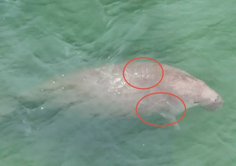 เปิดภาพนาทีเจอพะยูนตรัง 3 ตัว พร้อมเผยดัชนีสุขภาพของทั้ง 3 ชีวิต