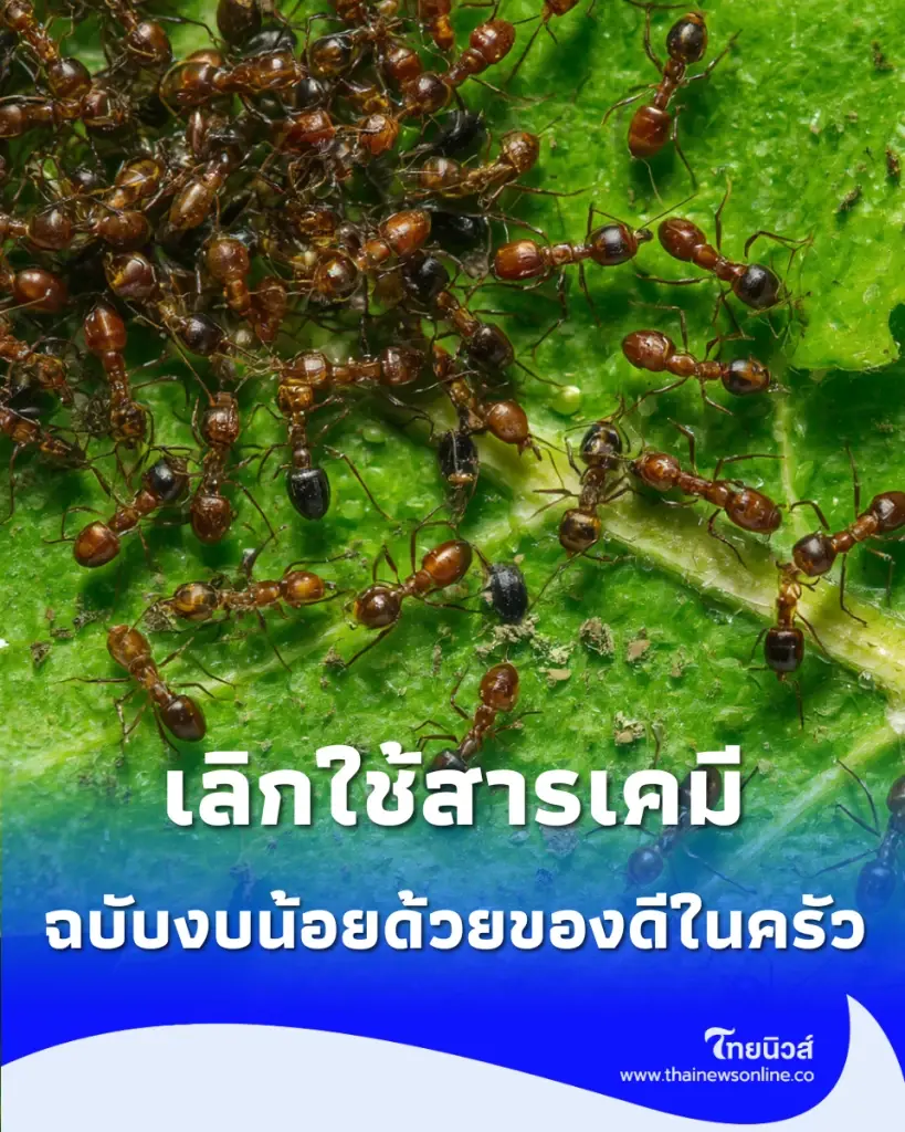 เลิกใช้สารเคมี วิธีปราบมดใต้กระถางฉบับงบน้อย ด้วยของดีในครัว