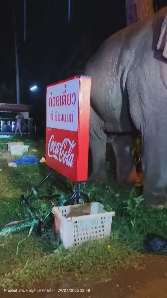ระทึกกลางดึก! ช้างป่าเขาใหญ่บุกชุมชนหมูสี หวิดพังแท้งค์น้ำมัน!