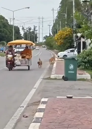 เวทนา! สุนัขถูกปล่อยทิ้ง เฝ้าเดินตามรถหลวงพ่อบิณฑบาตทุกเช้า