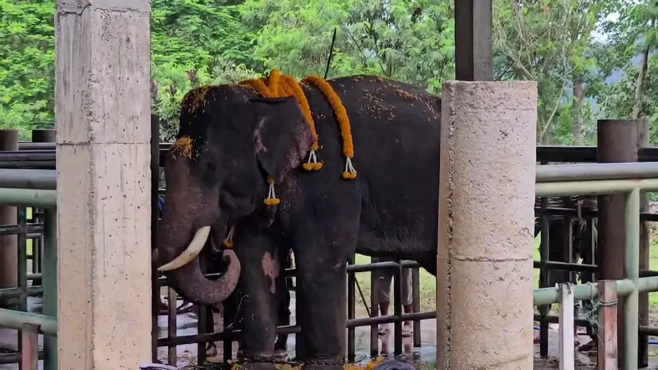 ชีวิตใหม่ตระกูลแสน! พระครูอ๊อดไถ่ชีวิต "พลายไข่แดง" เชือกที่ 26