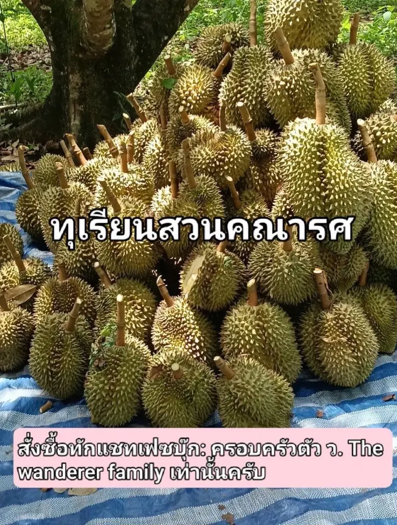 "เวียร์ ศุกลวัฒน์" เปิดสวนคณารศ โชว์ผลผลิตทุเรียนหมอนทอง