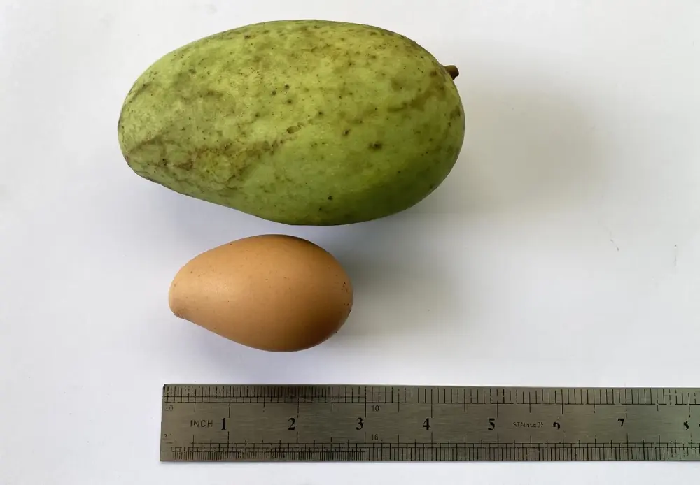 ฮือฮา พ่อค้าร้านชำพบ ไข่ไก่รูปร่างประหลาด เตรียมเก็บลุ้นโชค