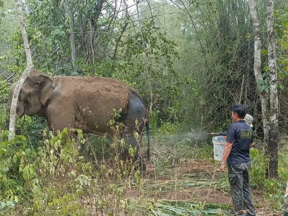 นาทีชีวิต! เจ้าหน้าที่และสัตวแพทย์ ลุยช่วย สีดอทองม้วน ช้างป่าขาเจ็บ
