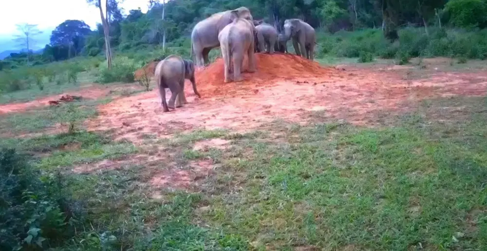 กล้องดักถ่ายปล่อยภาพลับ ผืนป่ากุยบุรี สัตว์ป่าโผล่เพียบ
