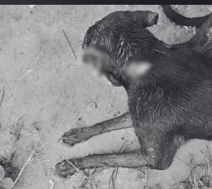 เจ้าของสุนัขชัยภูมิสุดซ้ำ สุนัขโดนของมีคมทำร้ายหูขาด