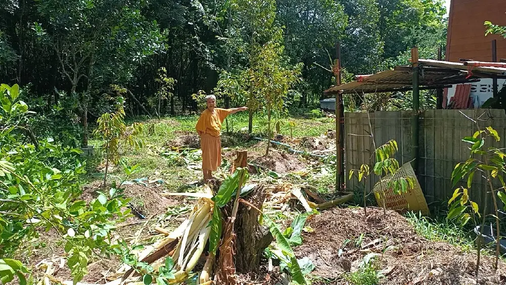 ยายวัย 75 ผวาหนัก! ช้างป่าทับลานบุกพังสวนกล้วยปราจีนบุรี