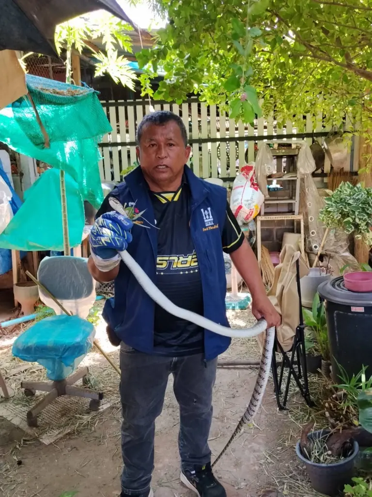 ส่องบ้านเลขที่ งูสิงตัวใหญ่ ยาว 2 เมตร เลื้อยเข้าบ้านวันพระใหญ่