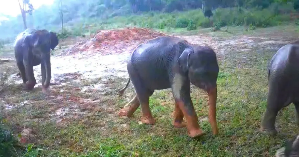 กล้องดักถ่ายปล่อยภาพลับ ผืนป่ากุยบุรี สัตว์ป่าโผล่เพียบ