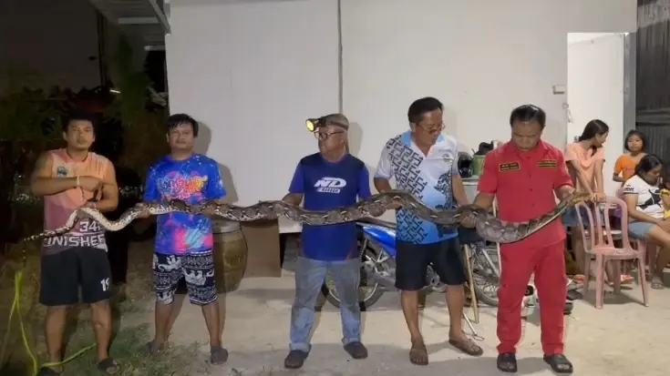 งูเหลือมยักษ์ 4 เมตร บุกเขมือบแมวหนีลงท่อ ชาวบ้านแห่ส่องเลขเด็ด