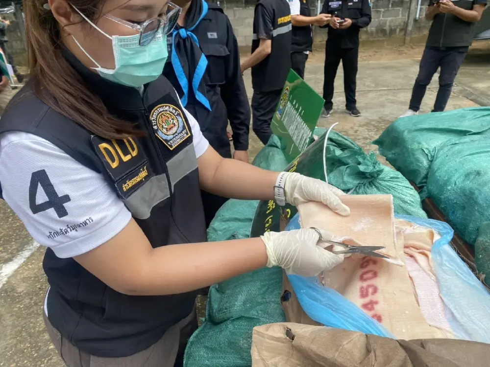 สกัดจับกระบะตู้ทึบขนหนังหมูเยอรมนีหนีภาษี 720 กิโลฯ คาถนน
