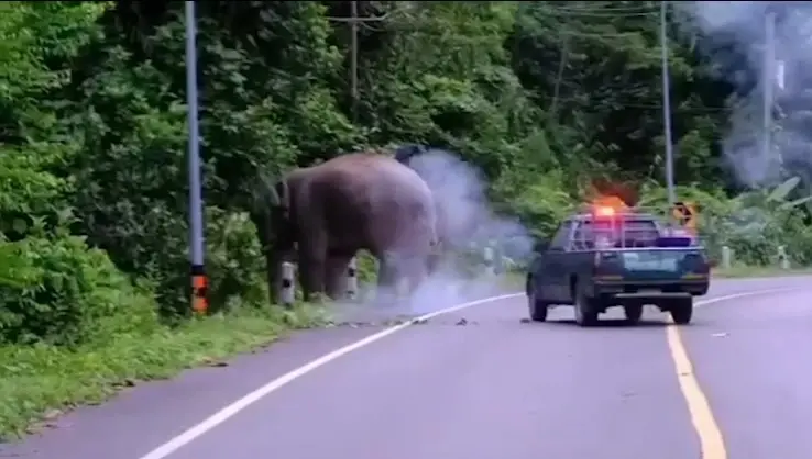ดราม่าสนั่น! ภาพไฟจ่อตา พลายสาริกา เจ้าหน้าที่แจงยิบ ยืนยันช้างปลอดภัย