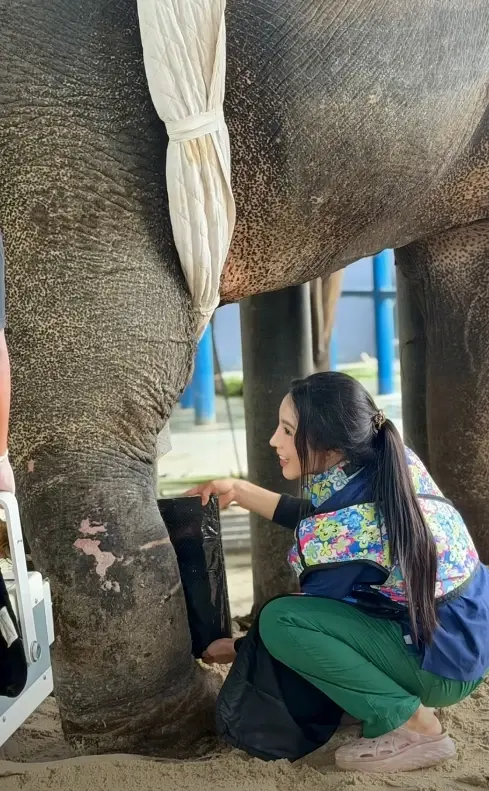 "หมอโบว์"เผยเอง ภาพเอกซเรย์ "พี่เดียว" ช้างขาหัก เห็นแล้วชื่นใจ