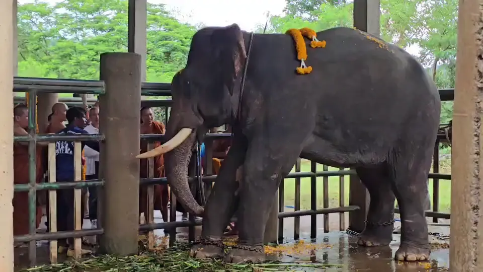ชีวิตใหม่ตระกูลแสน! พระครูอ๊อดไถ่ชีวิต "พลายไข่แดง" เชือกที่ 26