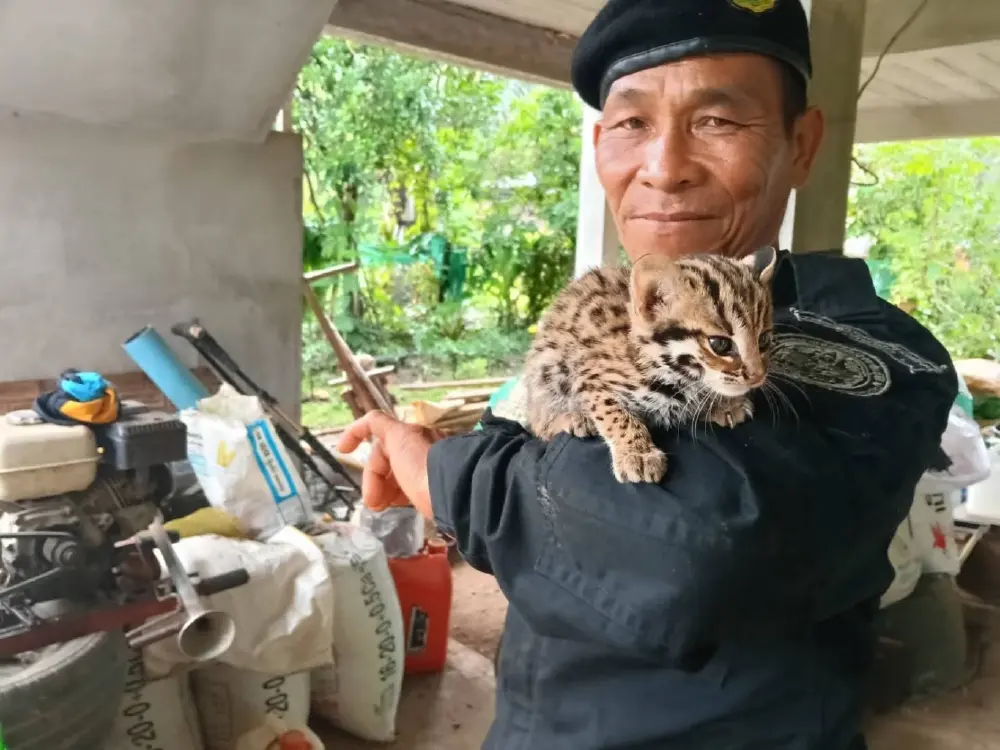 ด่วน! พบลูกแมวดาวหลงฝูงสภาพอ่อนแรงที่ลำปาง เร่งยื้อชีวิตคืนสู่ป่า