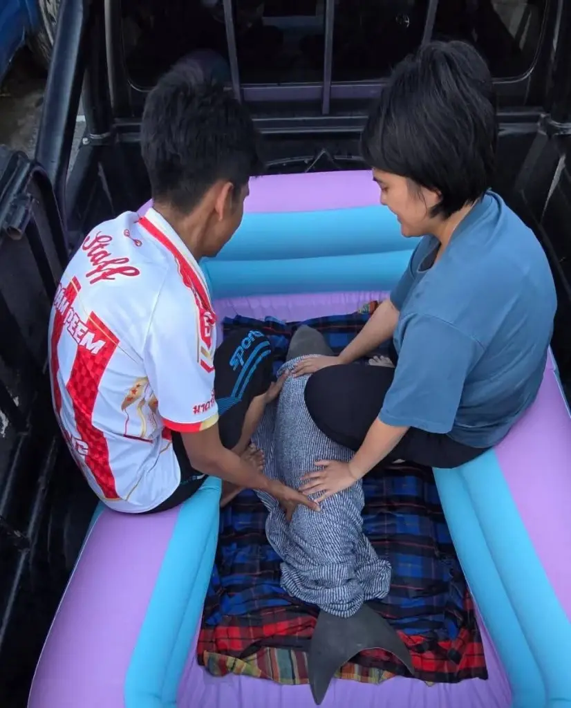นาทีชีวิต! ช่วย ลูกพะยูน เพศเมียหลงฝูงเกยตื้นรอบสอง