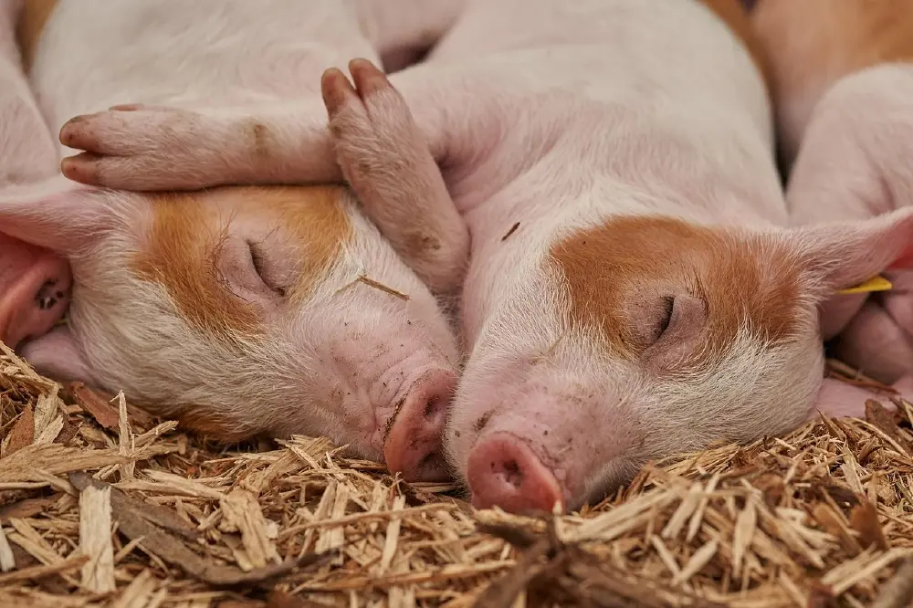 3 ส่วนของหมู ที่ขนาดหมอยังไม่กิน แต่หลายคนชอบแต่ไม่รู้