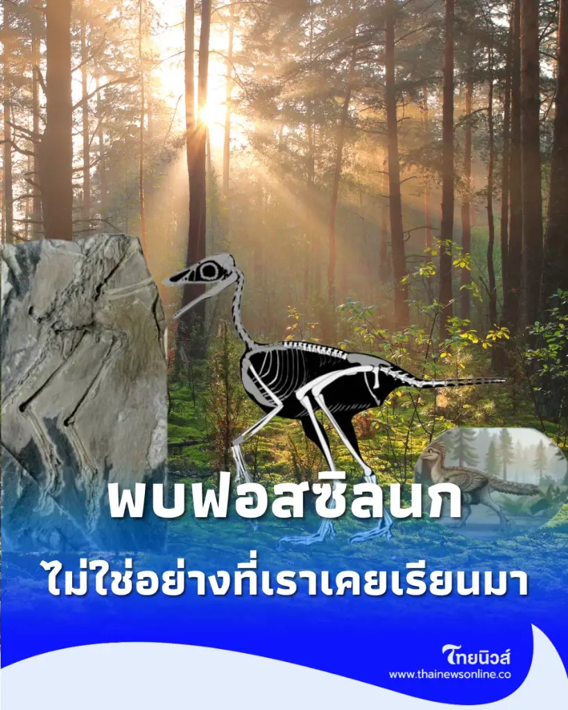 ท้าทายกฎวิทยาศาสตร์ นักวิจัยจีนพบความลับในฟอสซิลนก ที่ไม่มีใครคาดคิด