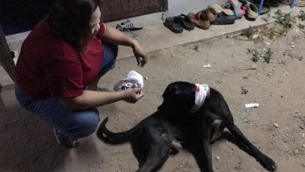 เจ้าของสุนัขชัยภูมิสุดซ้ำ สุนัขโดนของมีคมทำร้ายหูขาด