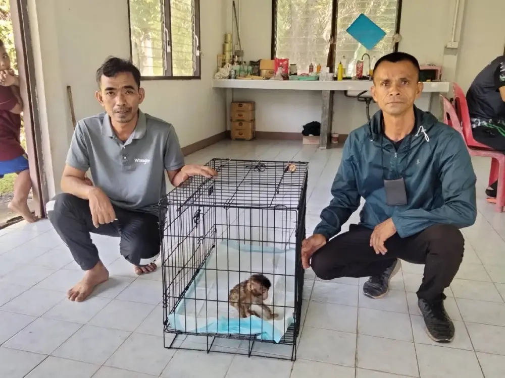 นาทีชีวิต! ช่วย ลูกลิงพลัดหลง กลางเมืองภูเก็ต รอดปาฏิหาริย์