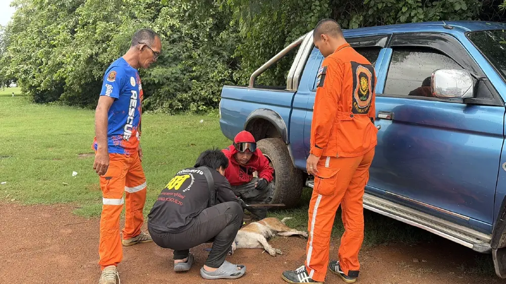 กู้ภัยบุรีรัมย์ปั๊มหัวใจ CPR ยื้อชีวิตแม่หมาจรจัดรอดหวุดหวิด