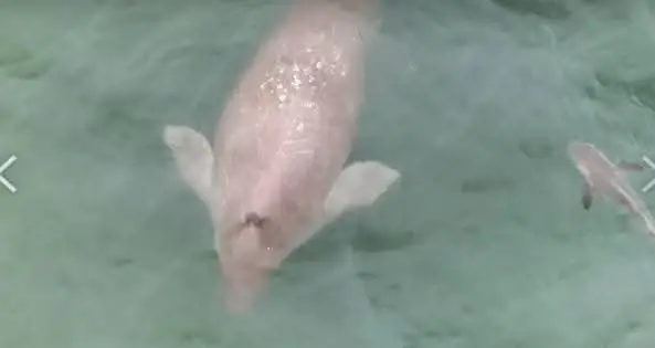เปิดภาพนาทีเจอพะยูนตรัง 3 ตัว พร้อมเผยดัชนีสุขภาพของทั้ง 3 ชีวิต