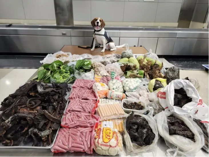 K9 ลอสแอนเจลิส โชว์จมูกทิพย์! สกัดของกลางล็อตใหญ่จากไทย