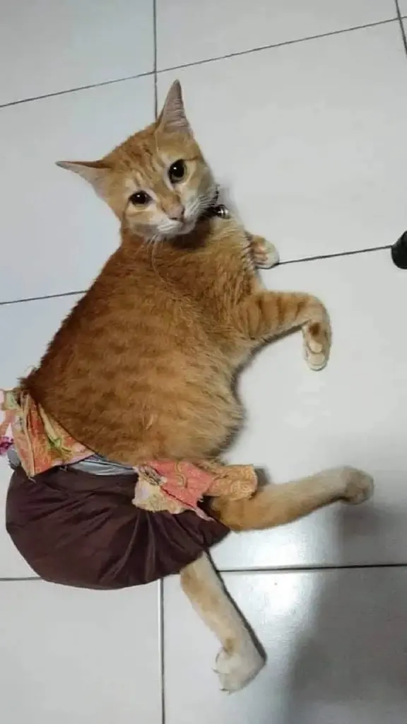 รฟท. เร่งค้นหาแมวพิการหายบนขบวนรถไฟ ยะลา-กรุงเทพฯ