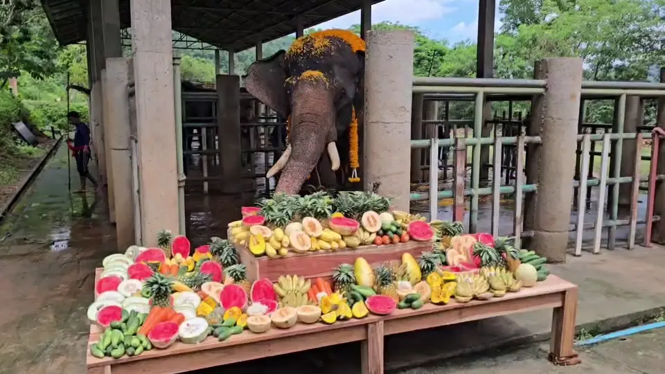 ชีวิตใหม่ตระกูลแสน! พระครูอ๊อดไถ่ชีวิต "พลายไข่แดง" เชือกที่ 26