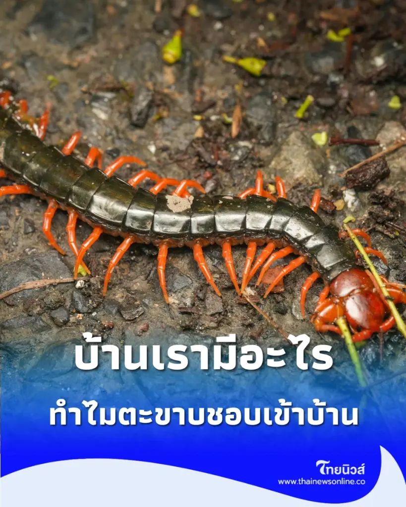 ไขปมปริศนาหน้าฝน ทำไม ตะขาบ ถึงย้ายสัมมะโนครัวมาซุกตัวในบ้านเรา