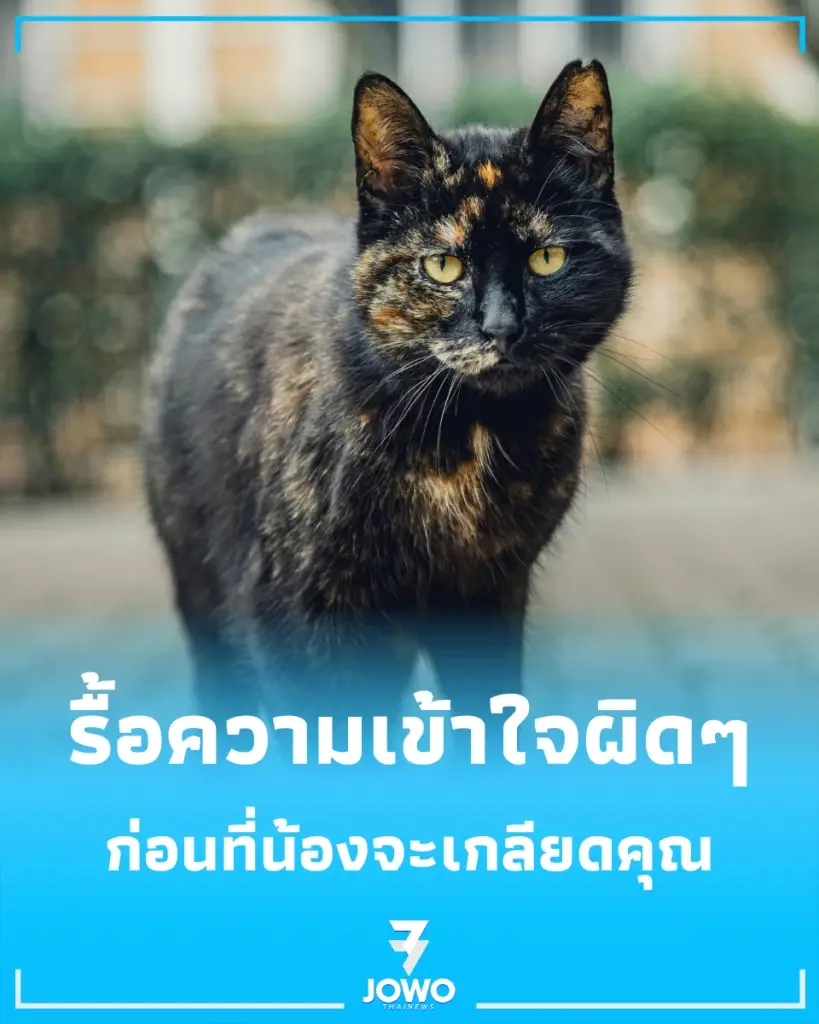 เปิดโปงเหตุผลแมวชอบเดินหนี คุณอาจทำร้ายน้องไม่รู้ตัว