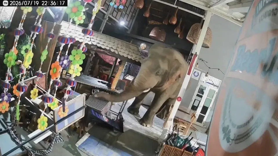 พลายเบี่ยงเล็ก ช้างป่าเขาใหญ่ บุกพังร้านอาหารเสียหายยับ!