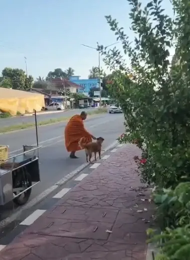 เวทนา! สุนัขถูกปล่อยทิ้ง เฝ้าเดินตามรถหลวงพ่อบิณฑบาตทุกเช้า