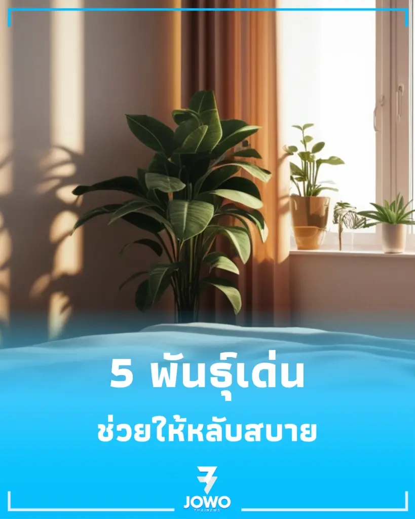 ระวังเข้าใจผิด ต้นไม้แบบไหนห้ามไว้ในห้องนอน ส่อง 5 สายพันธุ์แนะนำ