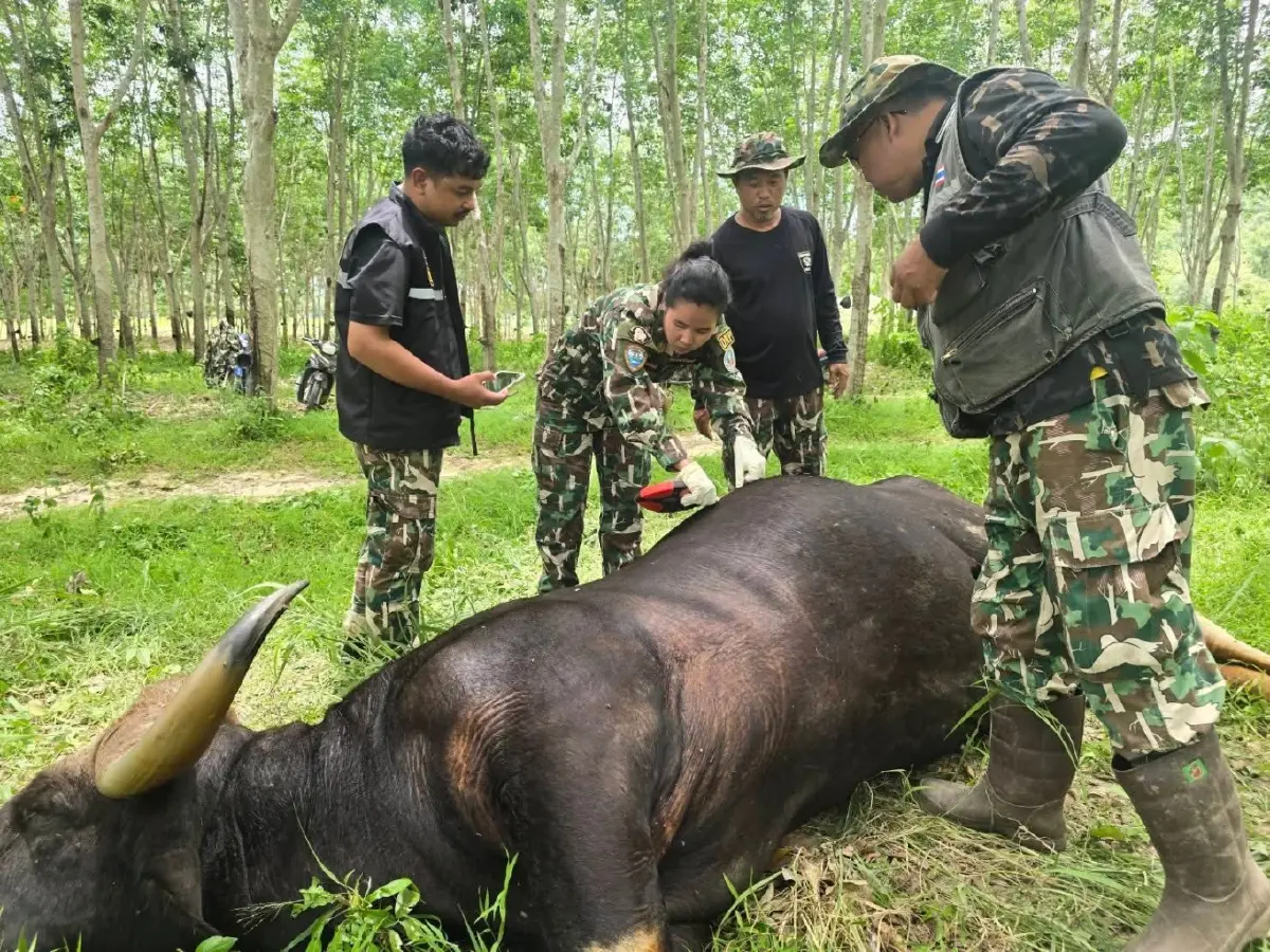 สลด! พบซากกระทิงป่ากุยบุรี สแกนเจอกระสุนปืน เร่งล่าตัวคนผิด