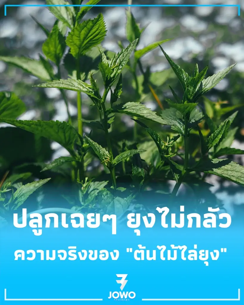 6 ต้นไม้ไล่ยุง ปลูกเฉยๆ ยุงไม่กลัว ความจริงของ ต้นไม้ไล่ยุง