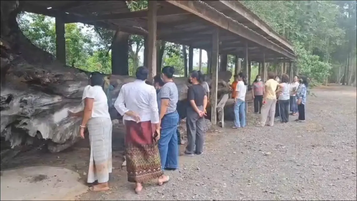 แห่กราบไหว้ - ส่องเลข ‘เจ้าแม่ไม้งาม’ ต้นตะเคียนโบราณ วัดคลองไผ่