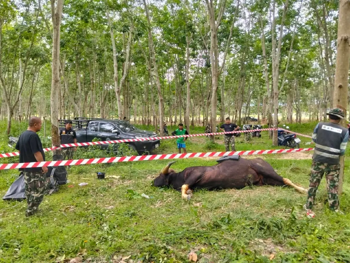 สลด! พบซากกระทิงป่ากุยบุรี สแกนเจอกระสุนปืน เร่งล่าตัวคนผิด