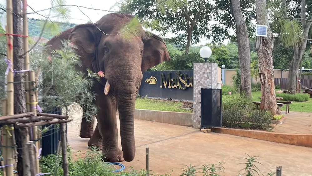 ผู้จัดการเขาใหญ่มาเอง! "พลายด้วน" ช้างป่าโผล่ตรวจรีสอร์ต
