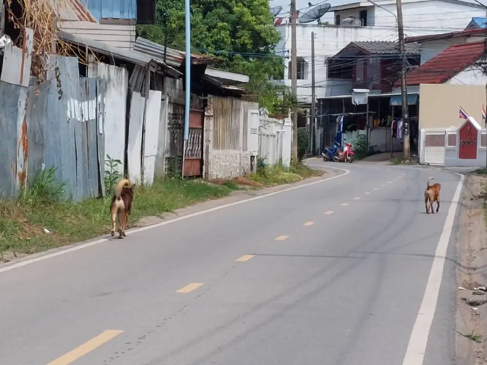 สุดทน! สุนัขจรจัดชัยภูมิไล่กัดคน จยย.ล้มเจ็บนับสิบ