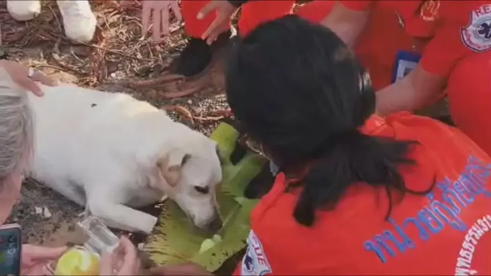 ร้องโหยหวนลั่นป่า 2 วัน! นาทีชีวิตกู้ภัยบุกช่วยตูบติดบ่วงพราน 