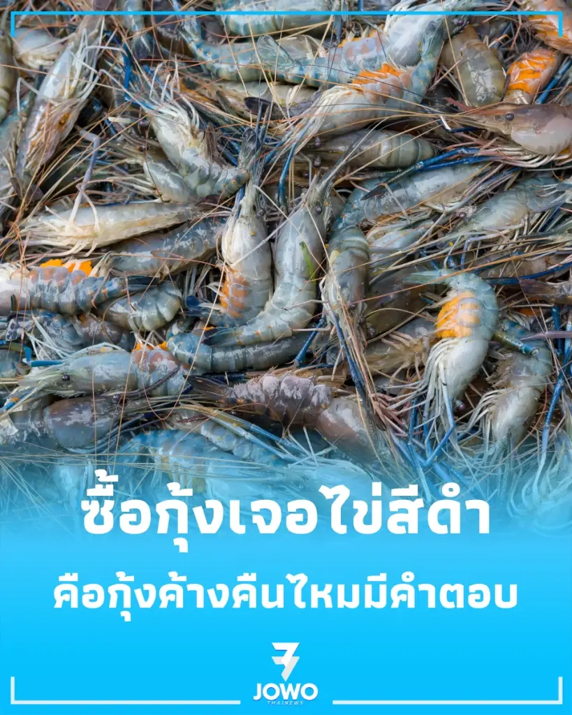  ซื้อกุ้งเจอไข่สีดำ บ่งบอกอะไร กินได้ไหมหรือกุ้งเน่าเสีย มีคำตอบ
