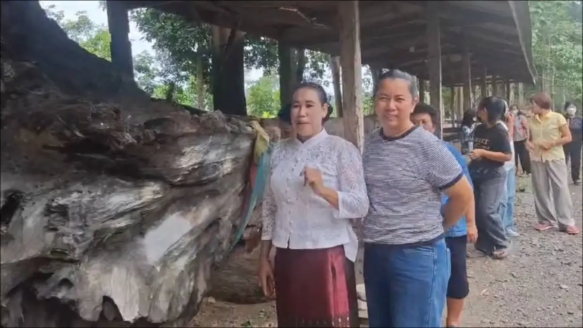 แห่กราบไหว้ - ส่องเลข ‘เจ้าแม่ไม้งาม’ ต้นตะเคียนโบราณ วัดคลองไผ่