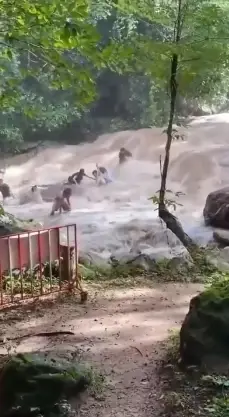 ดอยสุเทพ-ปุย สั่งปิดน้ำตกแม่สา หลังน้ำป่าหลากพัดนักท่องเที่ยว 