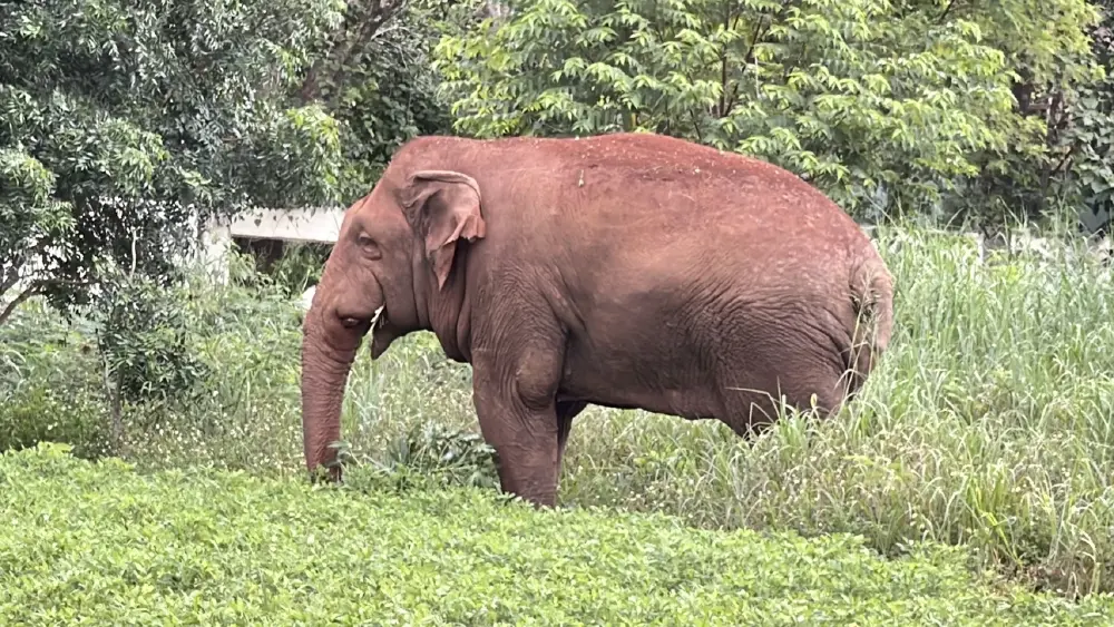 ผู้จัดการเขาใหญ่มาเอง! "พลายด้วน" ช้างป่าโผล่ตรวจรีสอร์ต